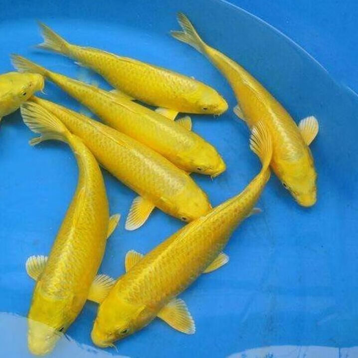 中国红冷水淡水观赏鱼锦鲤鱼活鱼金鱼小型好养红鲤鱼纯种小锦鲤 10-12cm长黑白黄红各一条