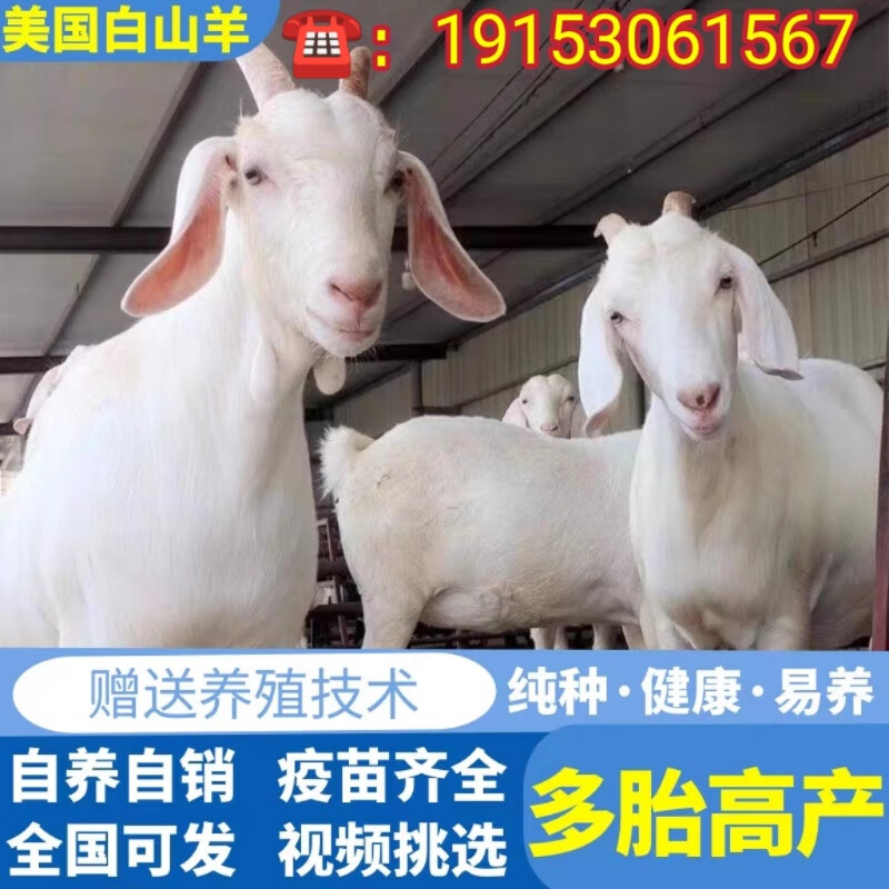 白山羊活羊纯种大白羊成年怀孕母羊种公羊小羊羔羊苗活体养殖