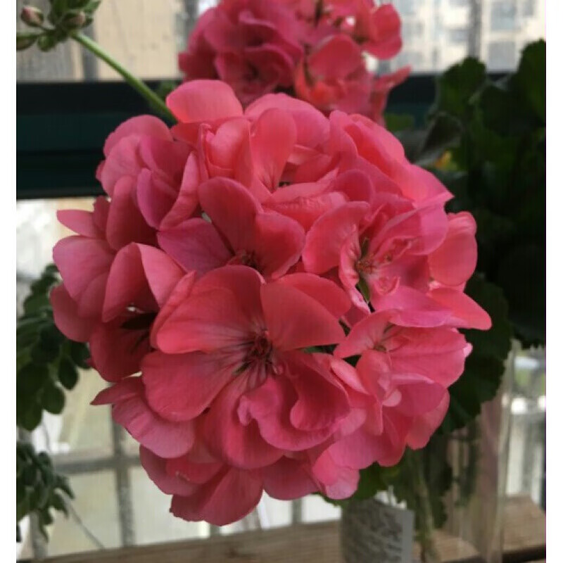 汉柠 品牌报价图片优惠券 汉柠品牌优惠商品大全 12 虎窝购