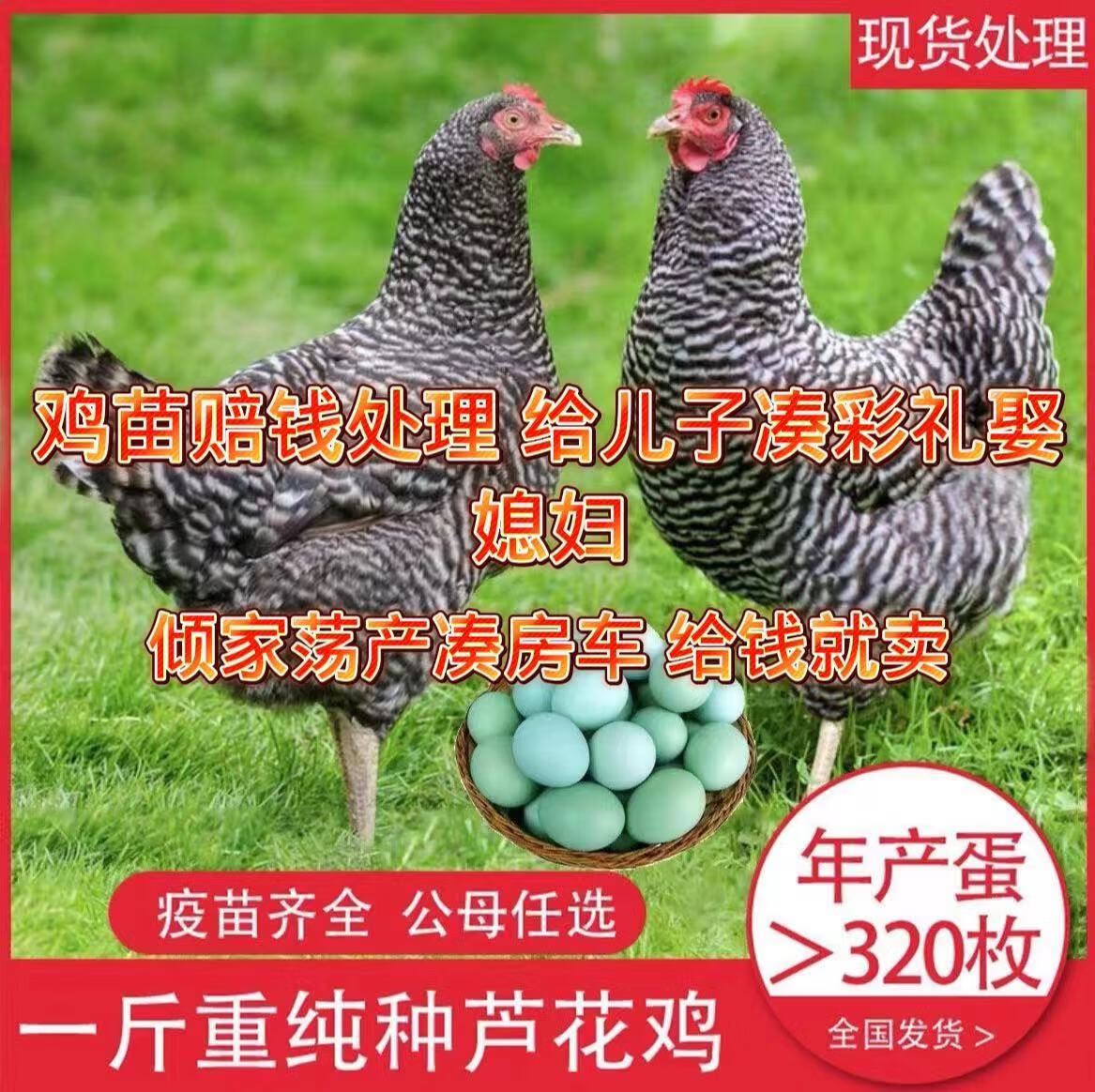黑芦花1斤芦花鸡小鸡仔鸡苗小鸡苗纯种活鸡脱温鸡苗 一斤芦花鸡公母