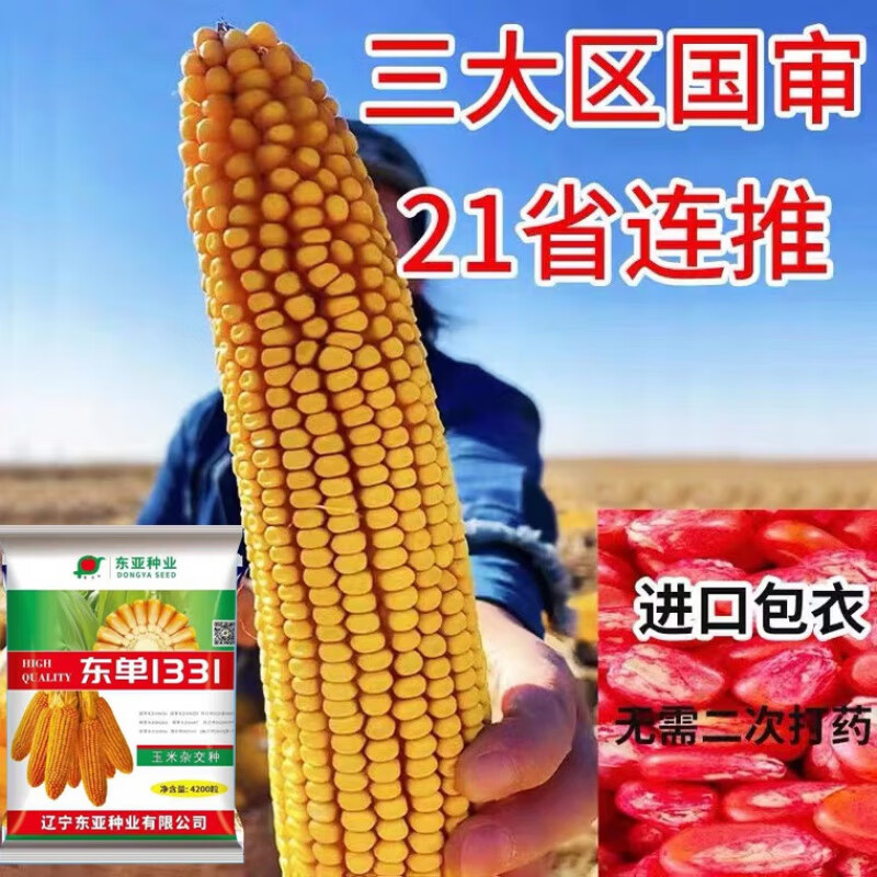 秋颖东单1331玉米种子苞谷种抗倒伏锈病高温双棒多抗旱涝新货24年必种