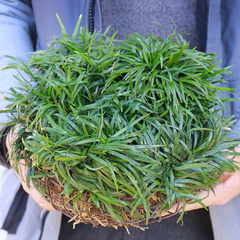 楚风汉韵日本矮麦冬草耐寒庭院园林绿化草坪金边麦冬草玉龙草细叶麦冬