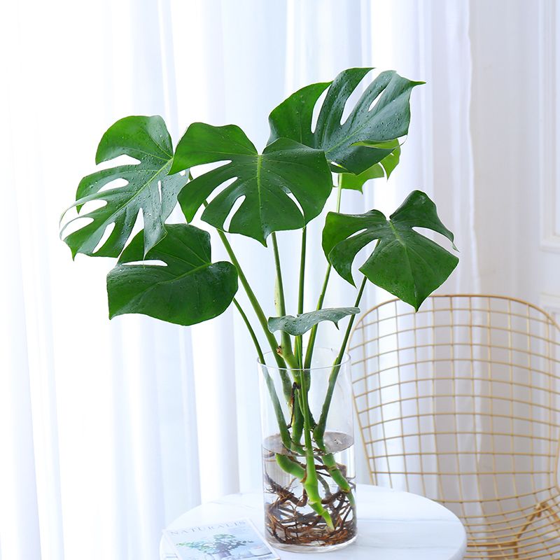 龟背竹2棵70-80cm 水培【玻璃瓶 不含盆