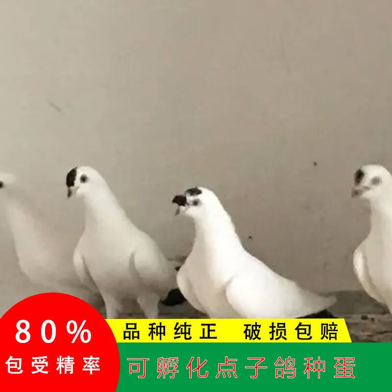 2枚点子观赏鸽受精蛋可孵化点子鸽子种蛋受精蛋两头乌鸽子大鼻子 2枚