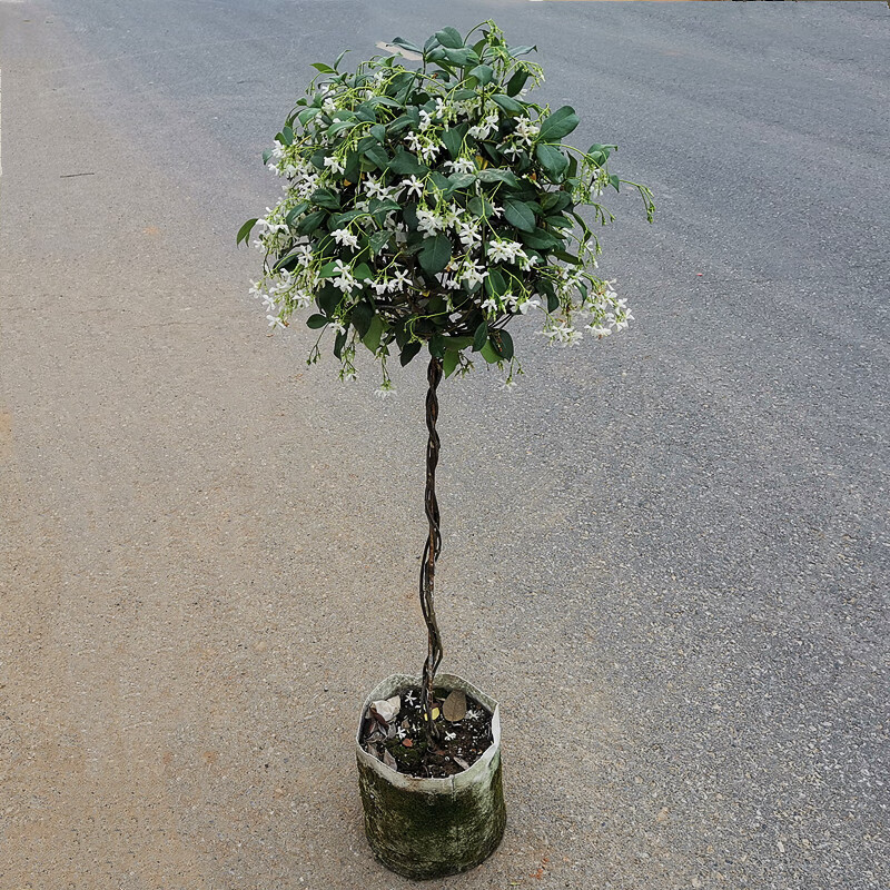 茉莉花苗盆栽银丝茉莉爬藤花卉阳台庭院四季常青植物 风车茉莉棒棒糖