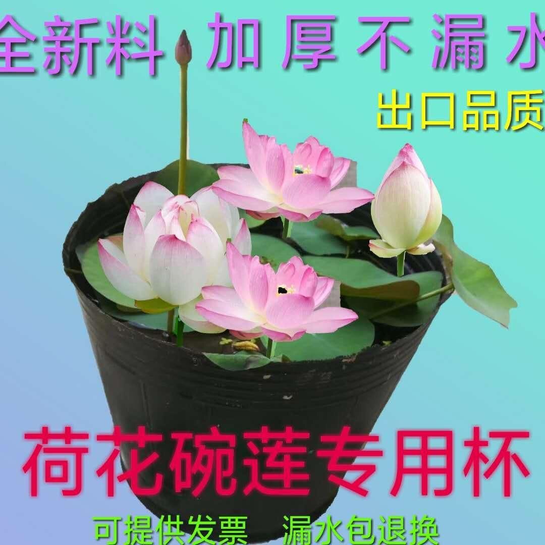 花莲 相关京东优惠商品 3 价格图片品牌优惠券 虎窝购