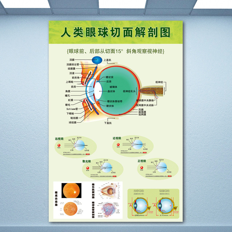 001-人类眼球切面解剖图 40x60(厘米)=24寸  相纸(背面无胶)