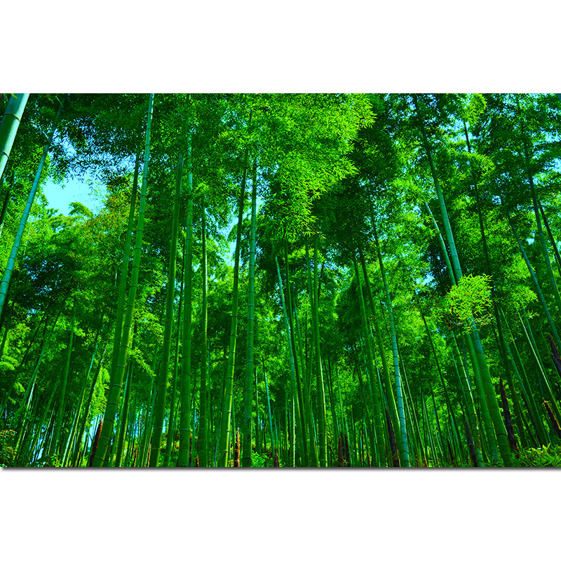 茂盛竹林绿色植物竹报平安竹子风景画宿舍房间装饰画墙贴自粘挂画 x86