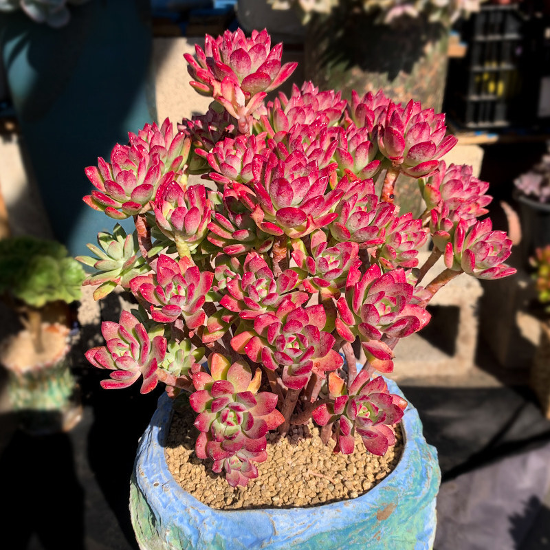 红稚莲群生超大老桩多肉植物盆景稀有贵货精品盆栽肉肉巨型大株