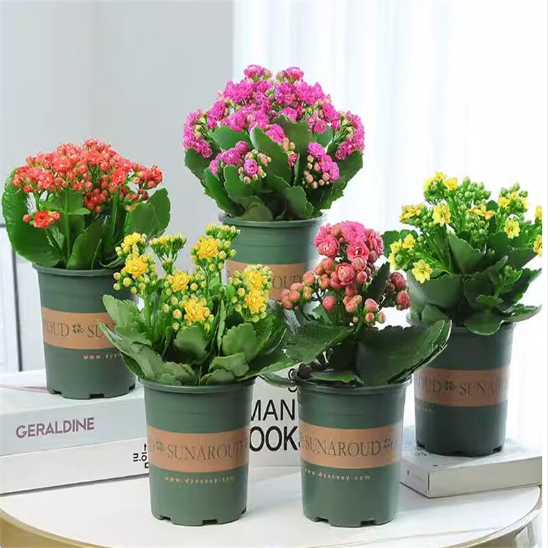 农民老史长寿花盆栽花苗花盆重瓣四季带花苞花卉室内盆栽植物 5盆