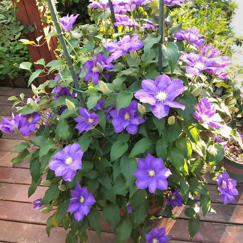 慕尔森铁线莲大苗盆栽爬藤植物乌托邦季开花重瓣大花藤本户外花卉植物