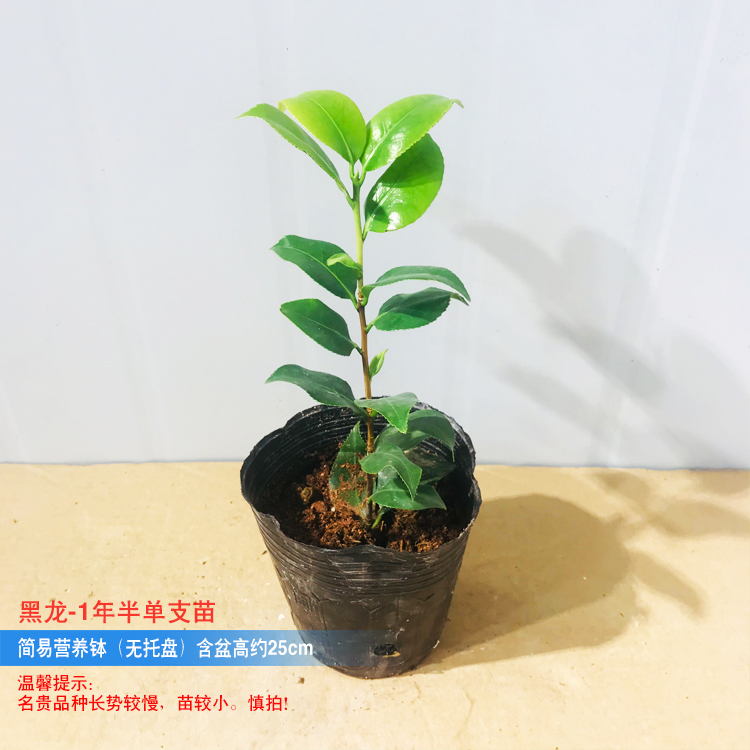 茶花花草林木种植庭院树风景树过年开花 黑龙1年半单支苗含盆高25cm