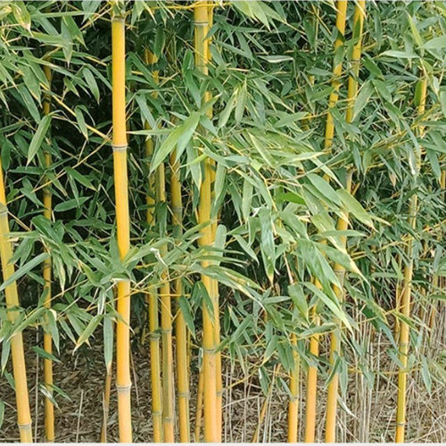 惜优记庭院绿化观赏植物竹子苗金镶玉竹子青竹苗盆栽竹苗四季常青竹