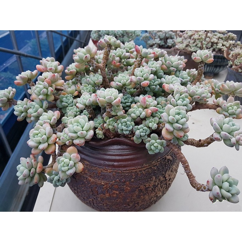 阑兮阁多肉植物老桩特大捧花 劳尔[巨大捧花老桩20cm左右] 不含盆