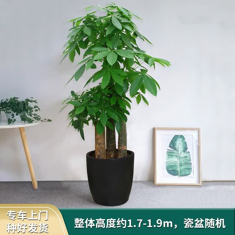 Only you【两小时达】步步高发财树盆栽植物室内大型植物客厅开业乔迁送礼 步步高发财树使用感如何?