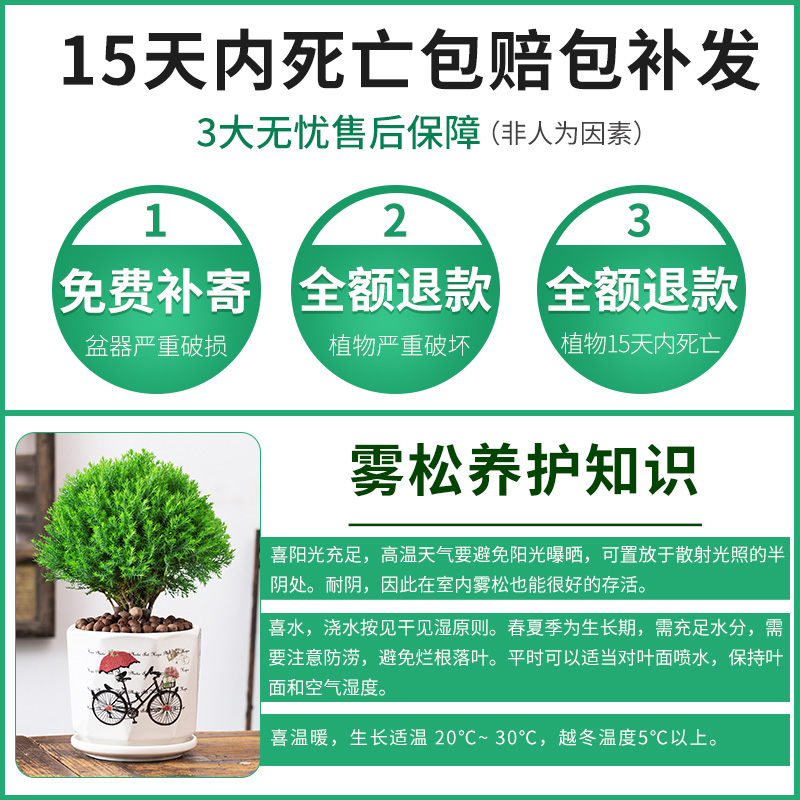 叹为观止雾松盆栽雾凇四季常青好养小盆景绿色小盆栽造型花卉客厅微景观 六年苗大雾松一颗(不含盆) 带盆栽好