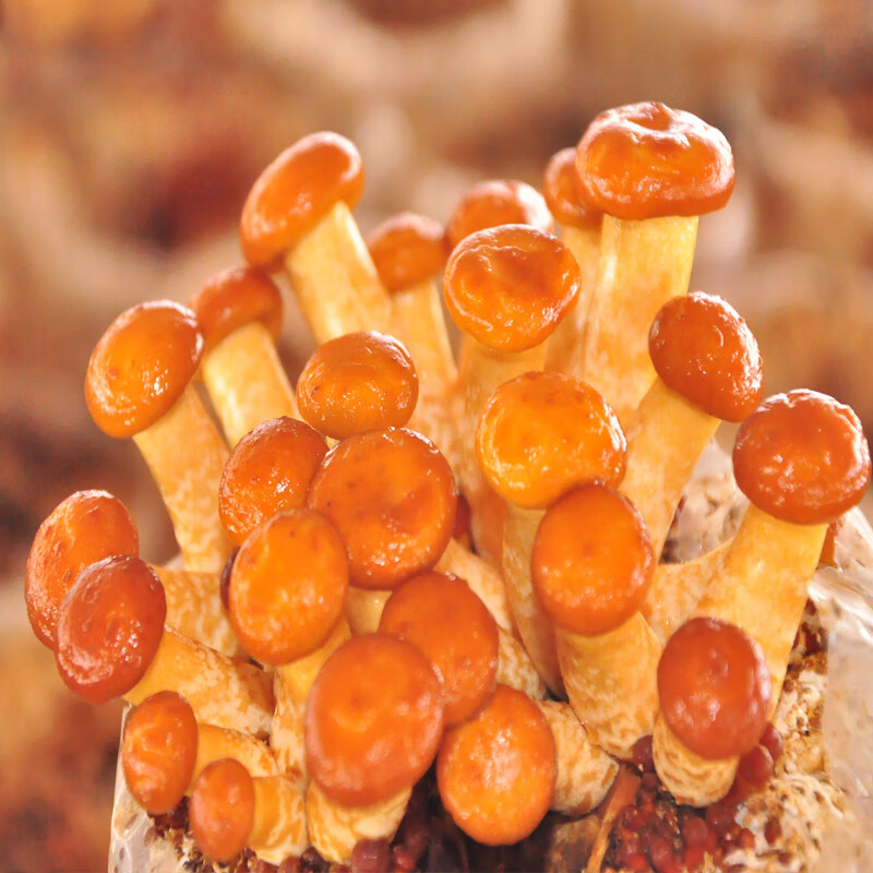 姜芮滑子菇菌种菌棒食用菌包菌棒食用菌蘑菇菌包家庭种植蘑菇菌包 滑