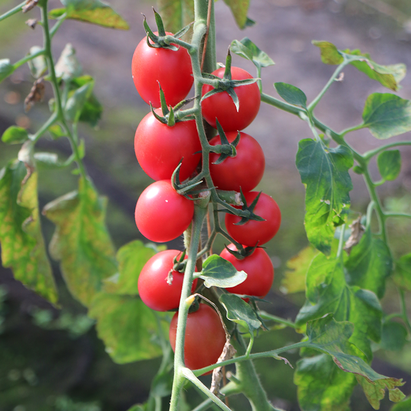 博卉正宗千禧小番茄苗秧苗超甜小圣女果苗大番茄阳台矮生水果盆栽菜苗