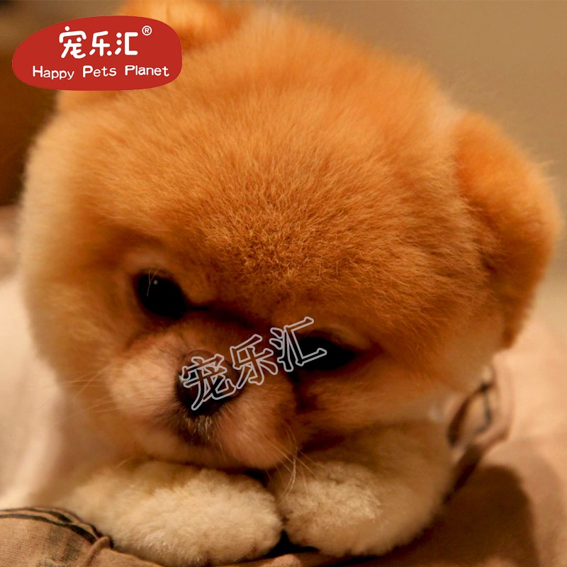 宠乐汇博美犬幼犬纯种双博美幼犬博美犬活 宠物狗球型博美宠物博美