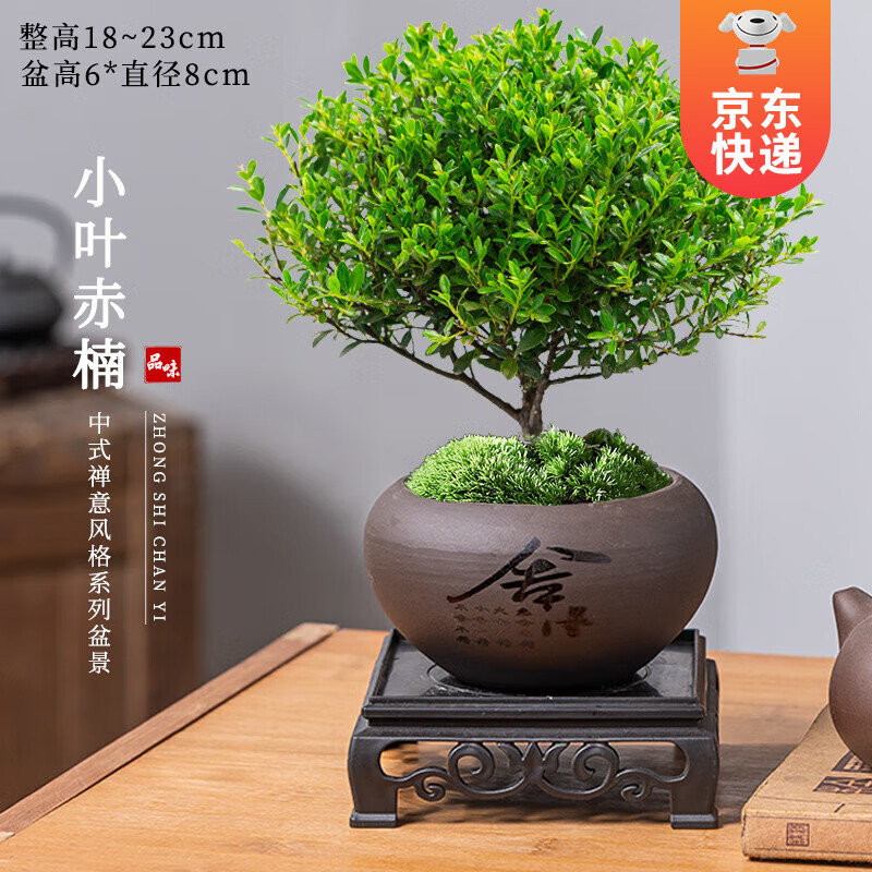 ���ڲ�������ʱ�� СҶ����辰�ڼ��������ɰ��+̦޺+������