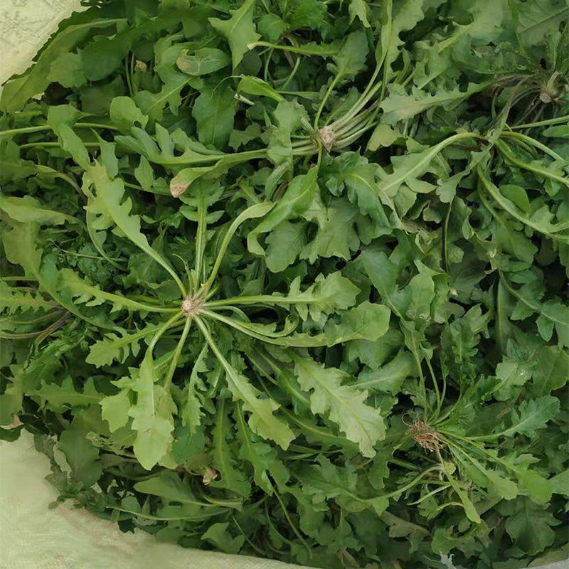 现挖野生荠荠菜新鲜芥菜扁锅铲菜地丁菜地菜2斤3斤5斤野菜饺馅生鲜