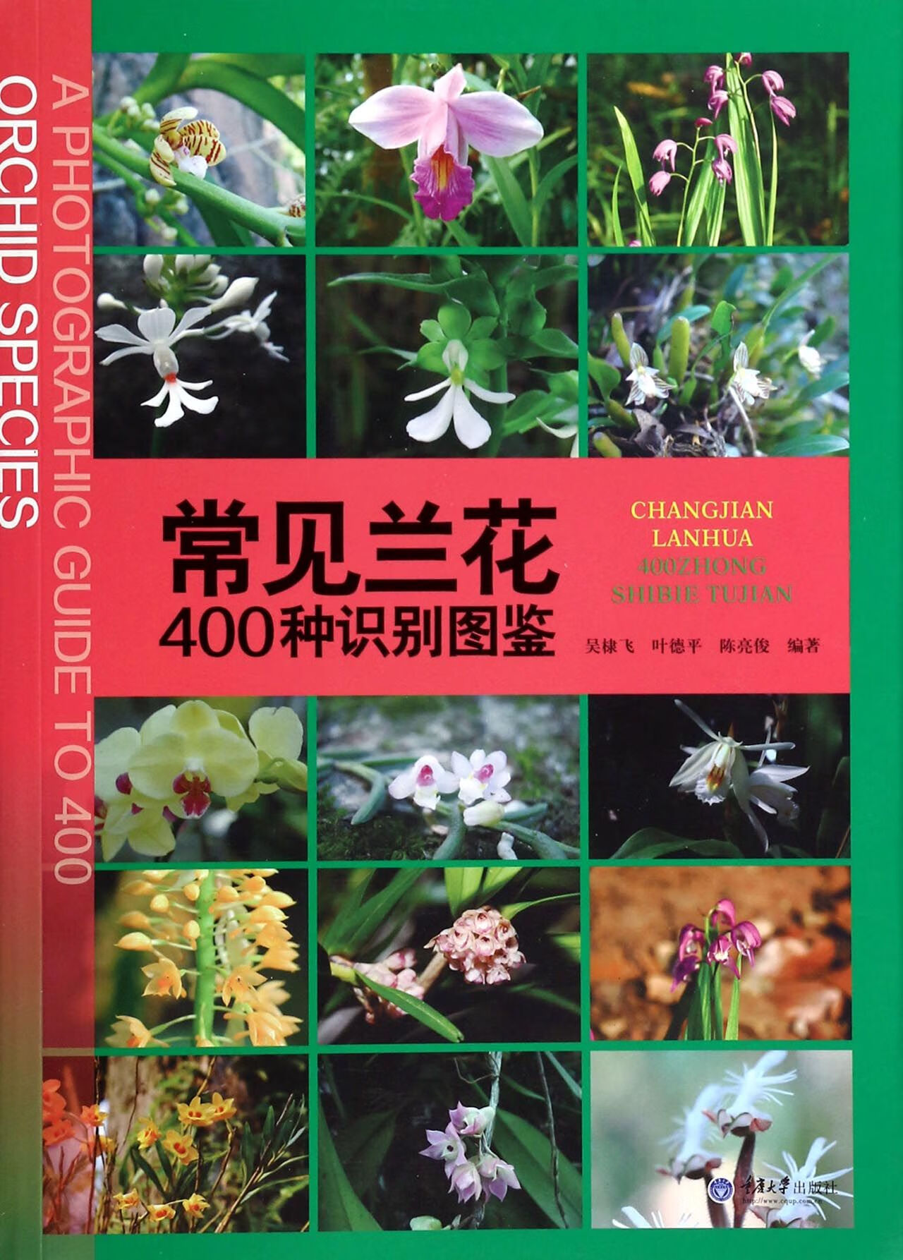 常见兰花400种识别图鉴吴棣飞//叶德平//陈亮俊9787527486科学与自然