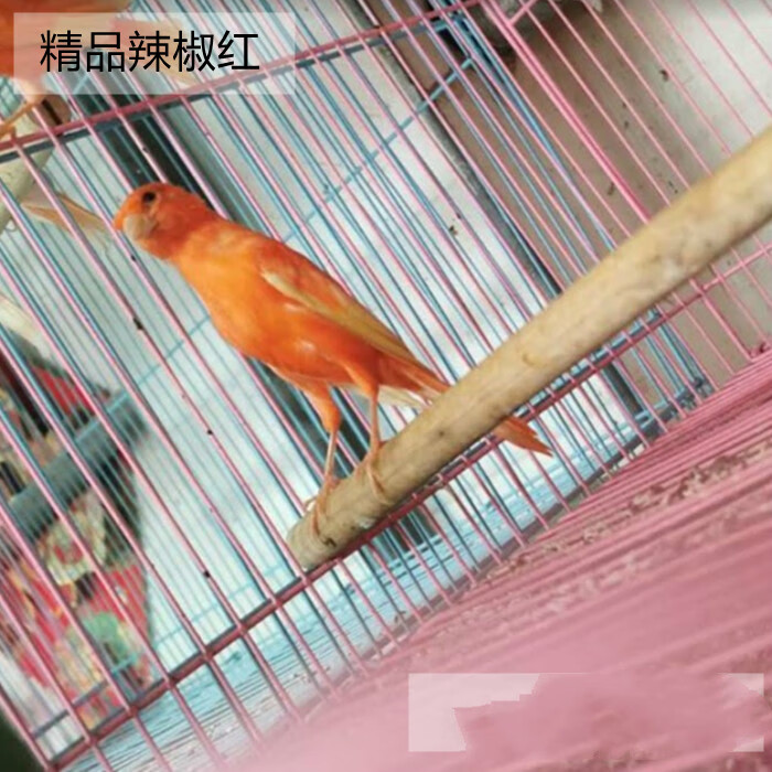 达泽侠玉鸟活物体辣椒红玉扬州黄桂皮小格马赛克大红袍小鸟 精品辣椒
