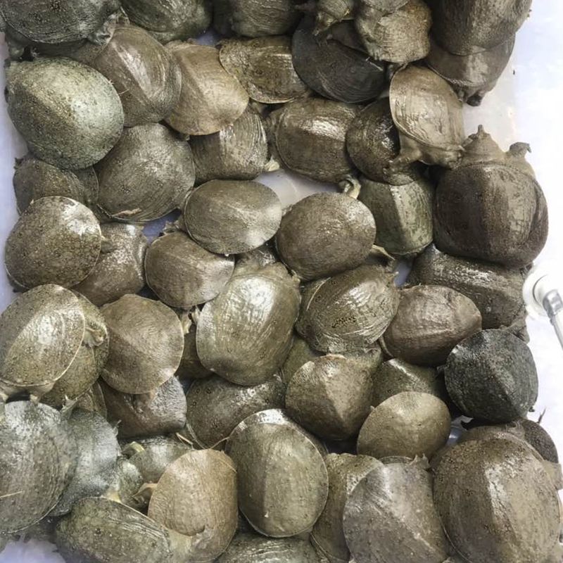 背淡水甲鱼活体王八团鱼鳖中华鳖苗活体食用海鲜鲜活 5-8两甲鱼苗一只