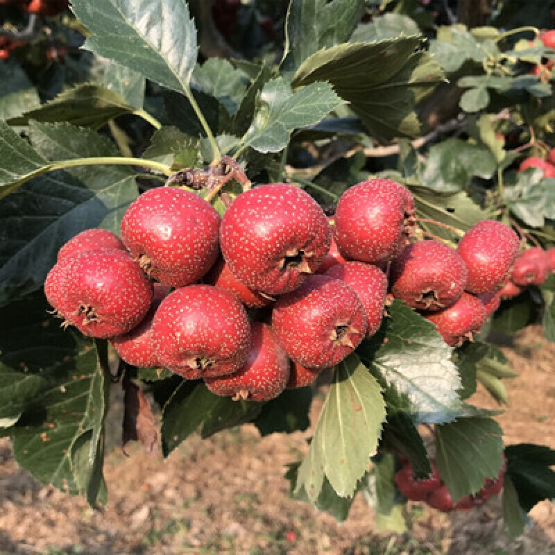 盆栽地栽当年结果嫁接大果 庭院阳台 南北方种植 果树苗 山楂树 果苗