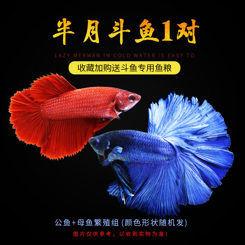 斗鱼马尾狮王半月母斗鱼观赏鱼热带鱼活体宠物淡水鱼鱼缸 半月公母1对