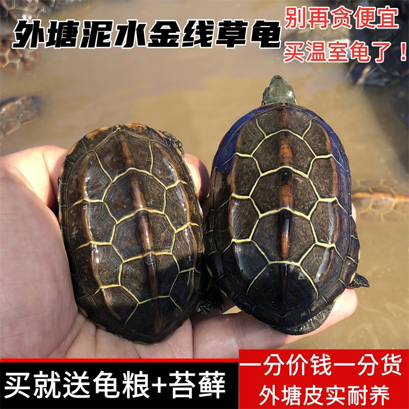 A30KY乌龟苏北外塘金线活物龟 活体中华草龟活体小乌龟苗宠物水龟情侣 9-10厘米 2只高性价比高么？