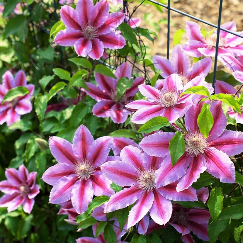 拓塞铁线莲大苗盆栽爬藤植物乌托邦重瓣大花藤本户外花卉植物 蜜蜂之