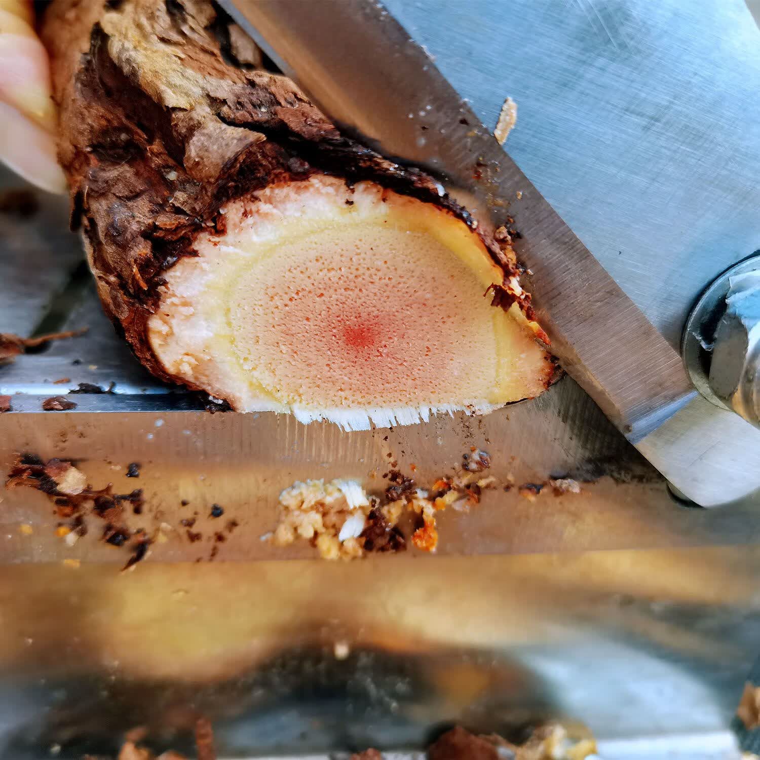 抗瘤癌化野生猕猴桃根中药野生雄藤梨树根石苇刀口药杨桃根症500 纯根