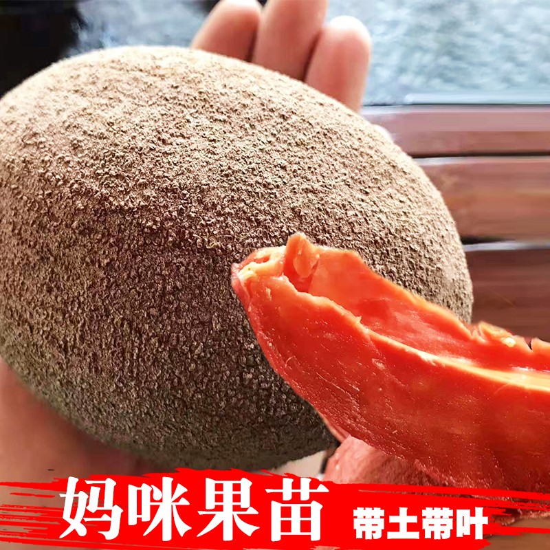 君扬妈咪果树苗 水果马梅果马米果 南方常绿可盆栽地栽庭院种植 马