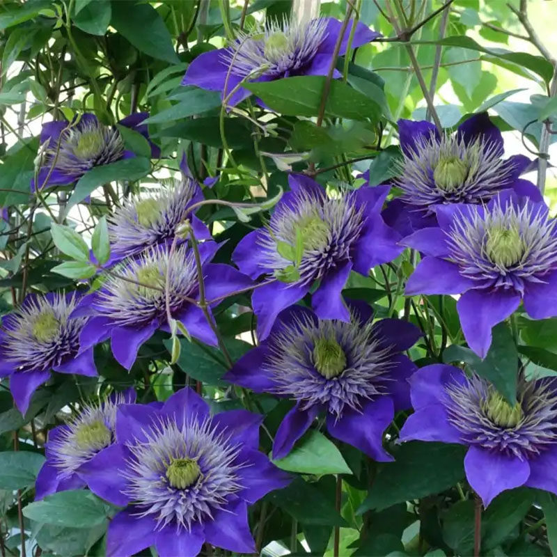 慕尔森铁线莲大苗盆栽爬藤植物乌托邦季开花重瓣大花藤本户外花卉植物