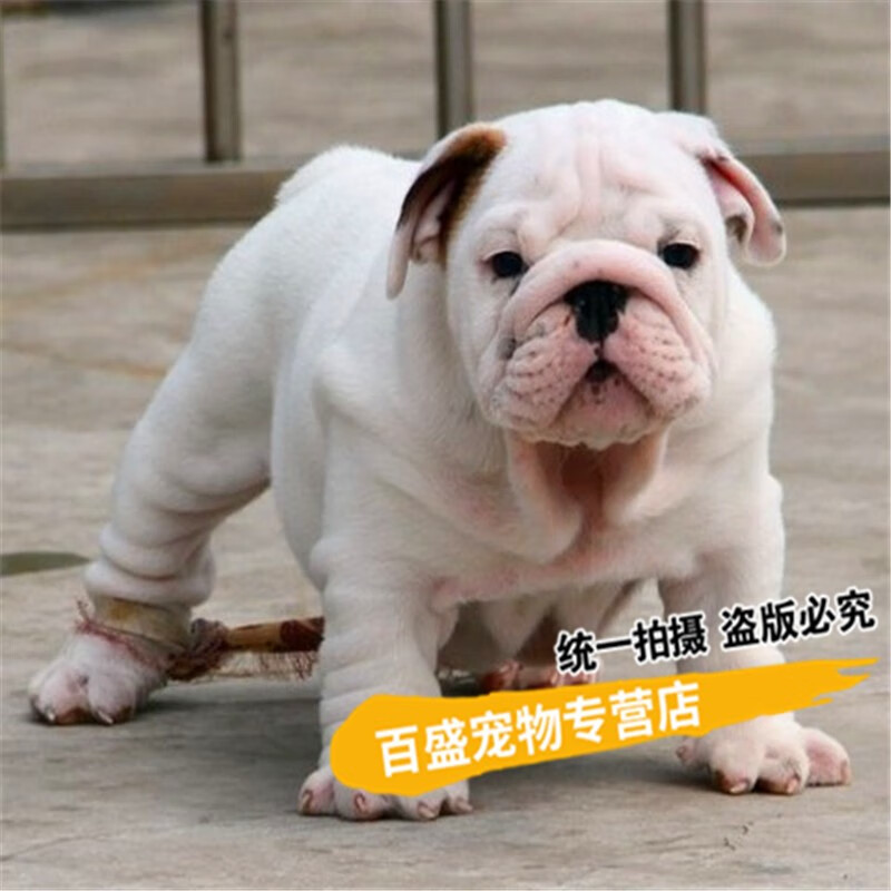 北京犬舍 出售英国斗牛犬活体宠物狗狗 英斗 英牛犬幼犬 疫苗驱虫已做