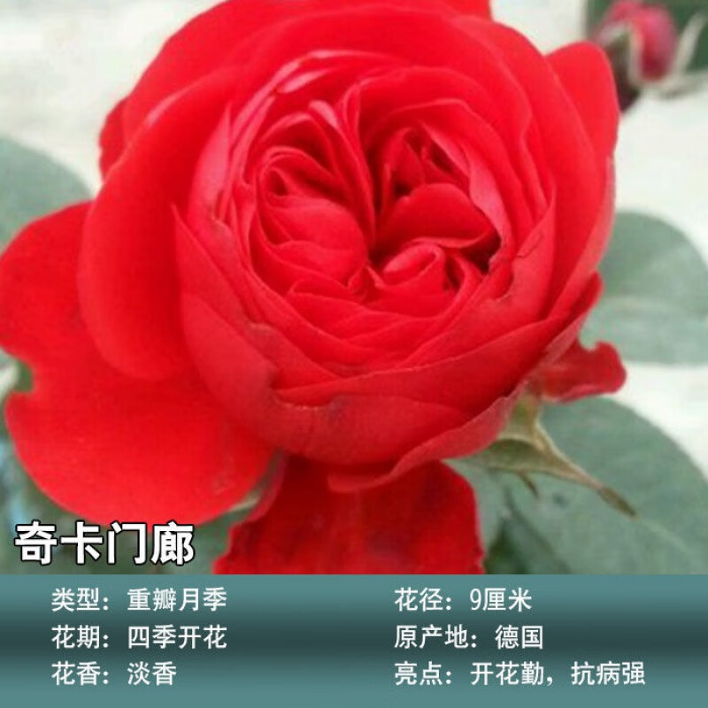 大花朵地栽月季花棒棒糖欧月浓香型嫁接独杆果汁阳台月季带花苞 【红