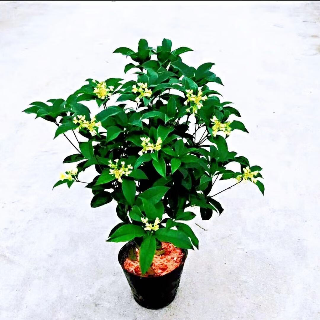 四季桂花(四季桂花哪个品种最好)