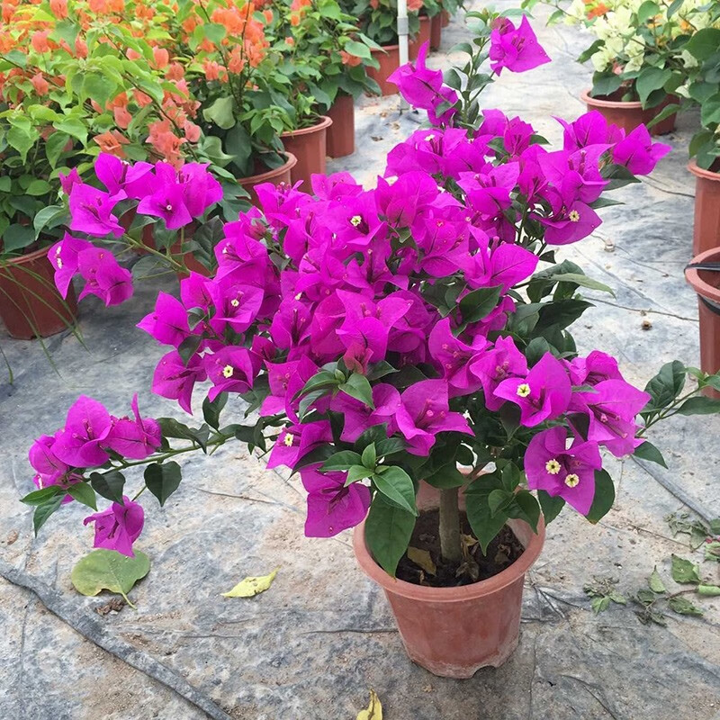 老桩盆栽四季开花勤花室内庭院爬藤耐寒盆景花卉 云南紫4年苗带花