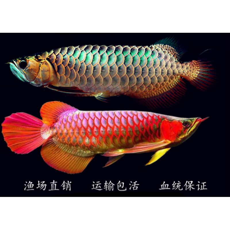 红龙鱼活鱼金龙鱼活体高端超血辣椒蓝底古典过背金龙热带观赏鱼苗