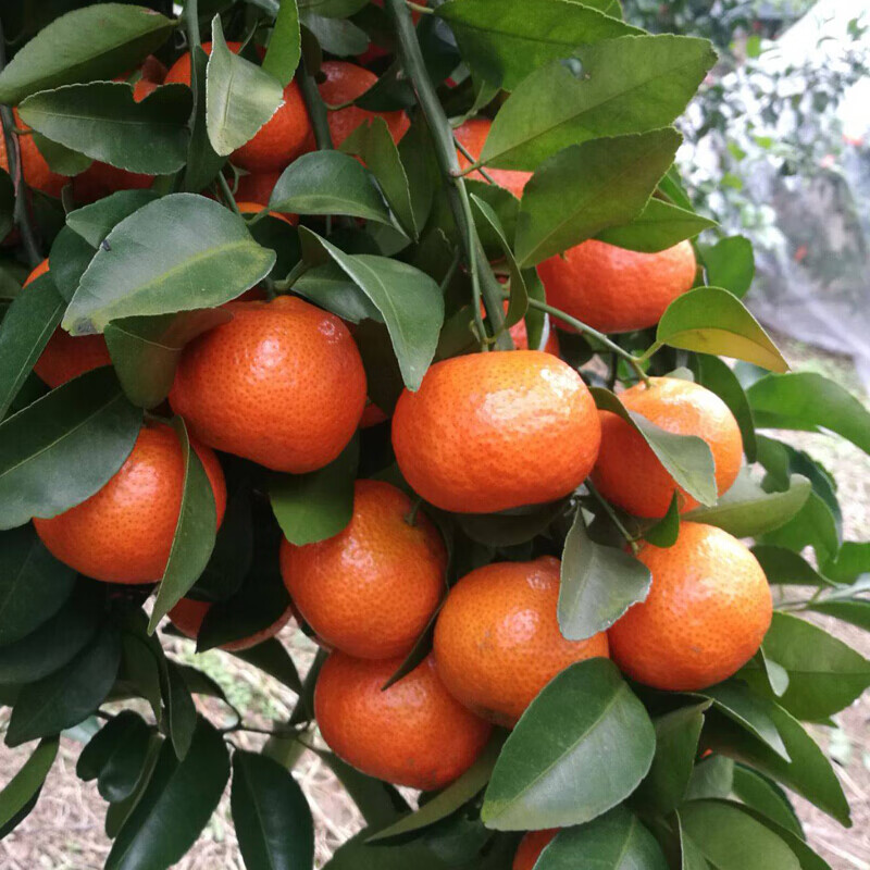 德克拉广东四会沙糖桔小橘子新鲜 砂糖橘 水果皮薄桔子 新鲜水果 3斤