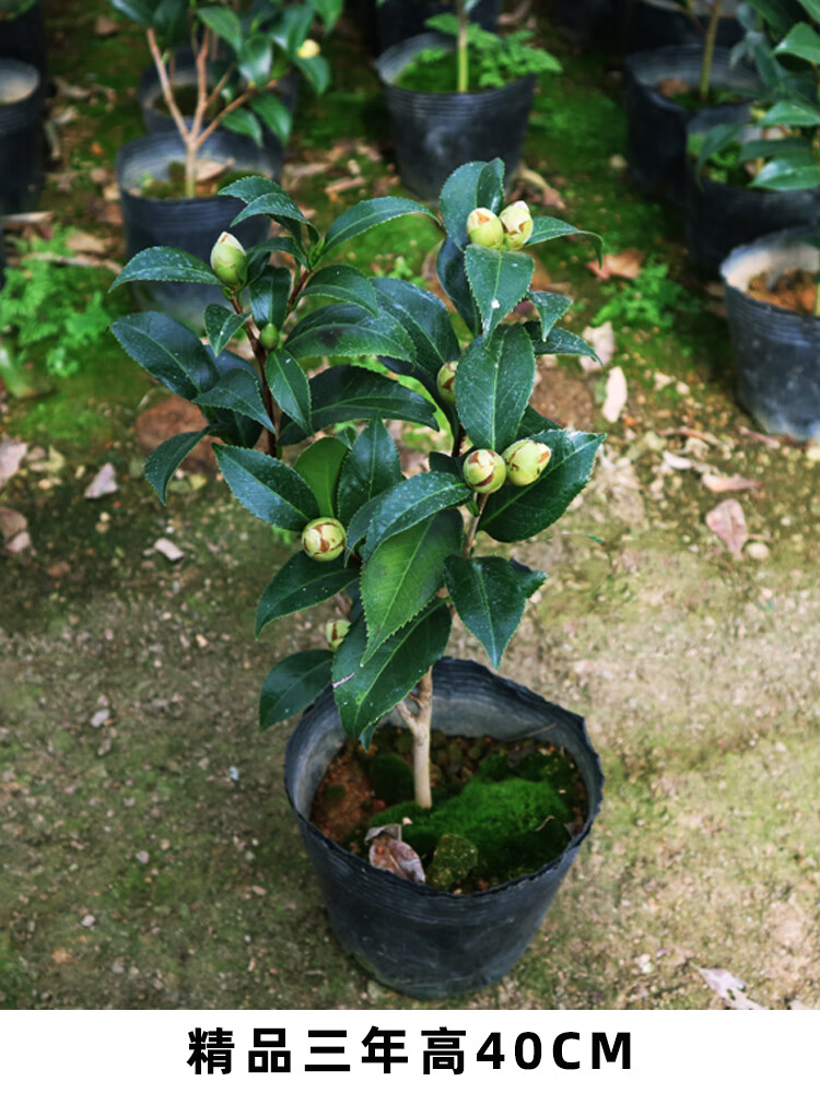 室内客厅绿植阳台植物花卉复色系列迪斯大型山茶花盆栽带花苞树苗阳台