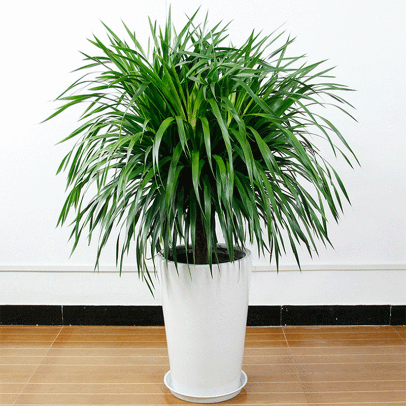 鸭脚木盆栽 室内盆栽开业庆典乔迁绿化植物 龙血树50-60厘米 含塑料