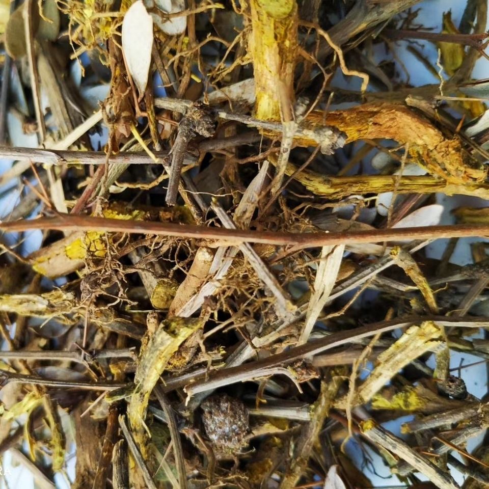 材三颗针根茎叶500g贵州野生刺黄连黄柏刺土黄连鸡脚刺