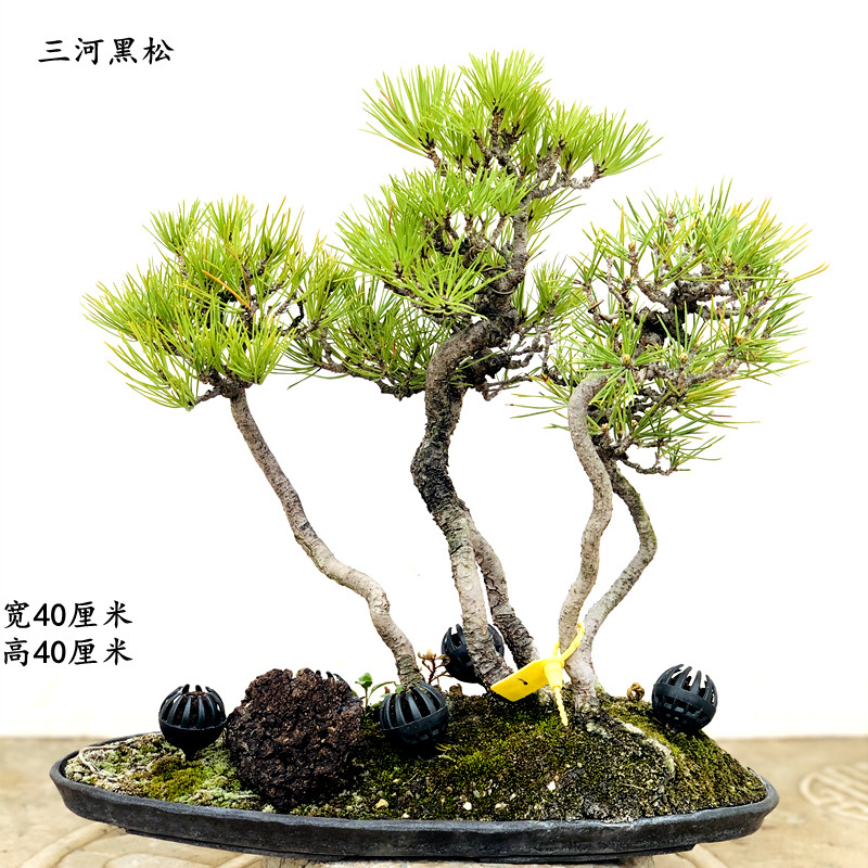 丛林三河黑松盆景花卉植物阳台桌面室内摆放四季常青 绿色 带盆栽好