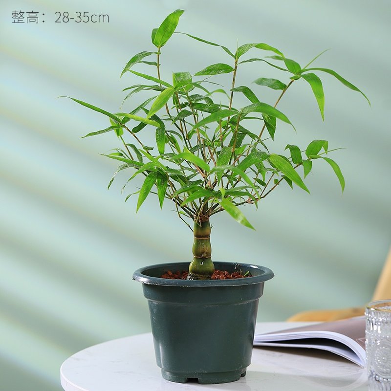 吉祥如意罗汉竹盆栽佛肚竹矮化居家绿植室内常绿竹子花卉耐阴好养 2年