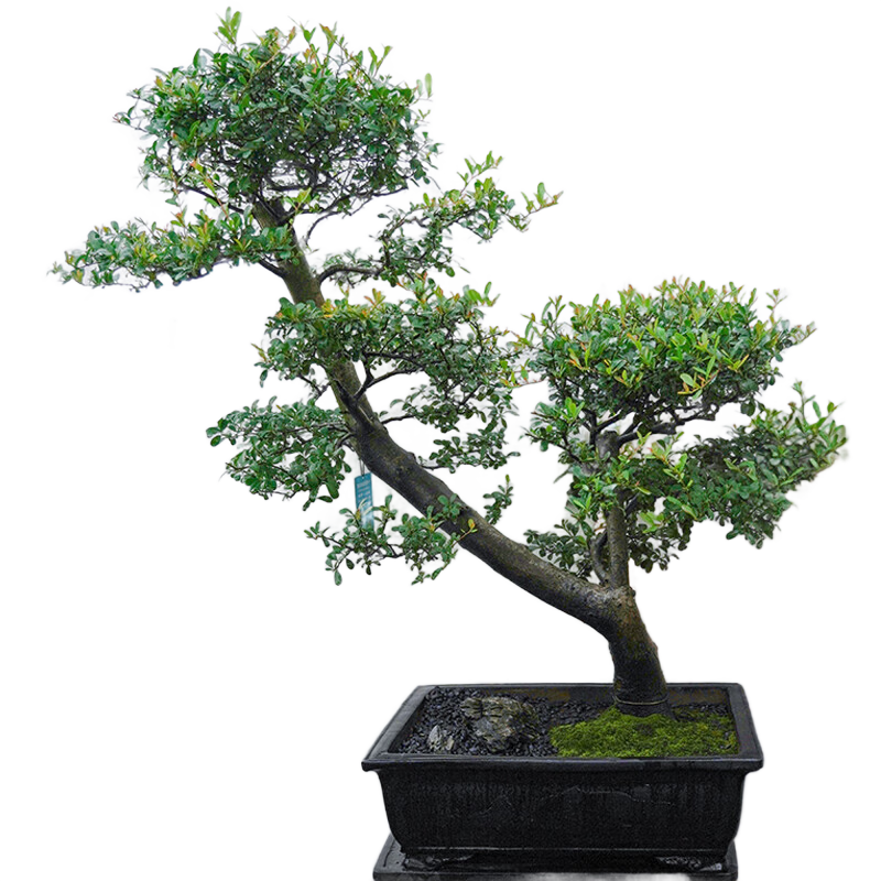 潮裕盆景滿(mǎn)堂紅狀元紅北美冬青老樁盆景花卉植物造型真樹(shù)開(kāi)花結果室內好養 李氏櫻桃盆景７ 帶盆栽好