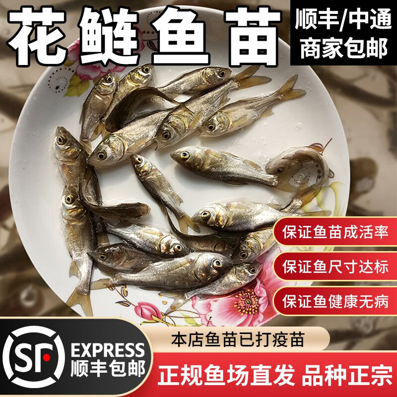 花鲢鱼淡水好养殖半斤鲢鳙鱼胖头鱼鳊鱼四大家鱼雄鱼大头 花鲢鱼(中通