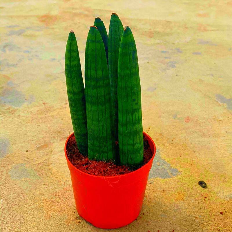 【精品绿植】【擎天柱】虎皮兰室内植物好养四季绿植盆栽花卉养不死的