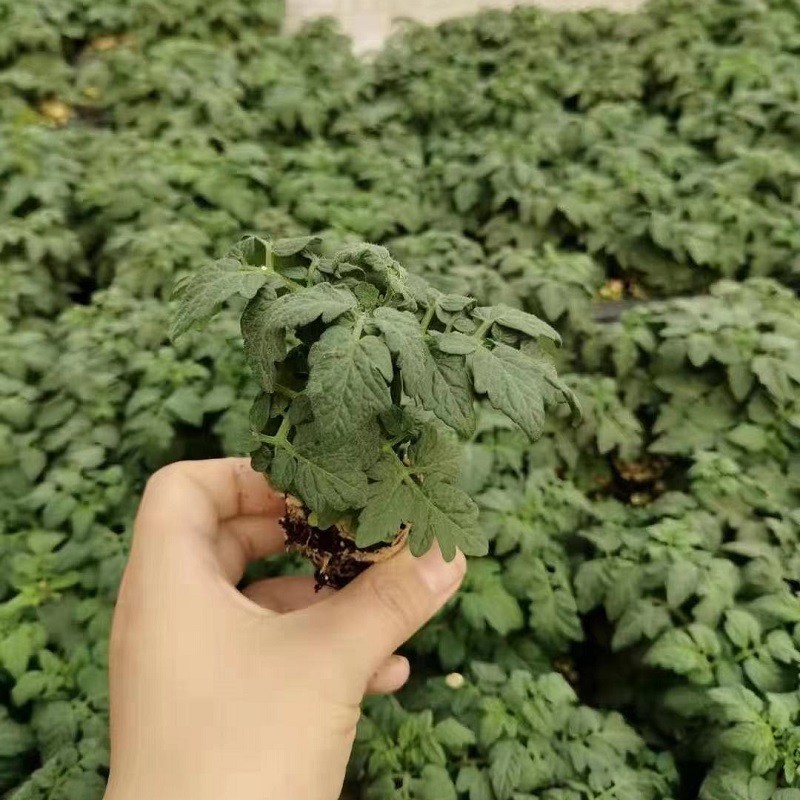 凤鸣雅世番茄苗蔬菜苗大全四季阳台菜苗基地大田种植千禧番茄苗6棵